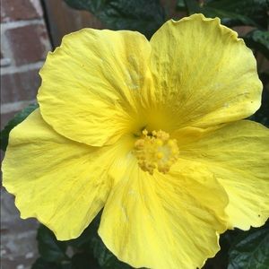 Meet your Posher, Ann